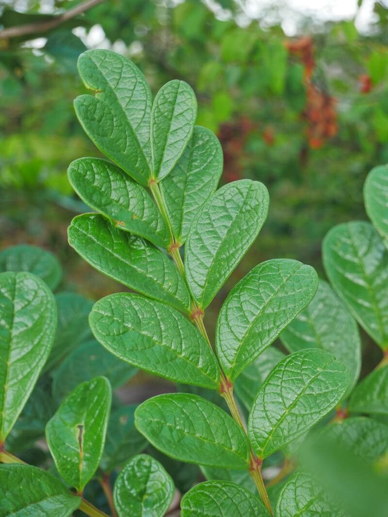 Jacaranda brasiliana