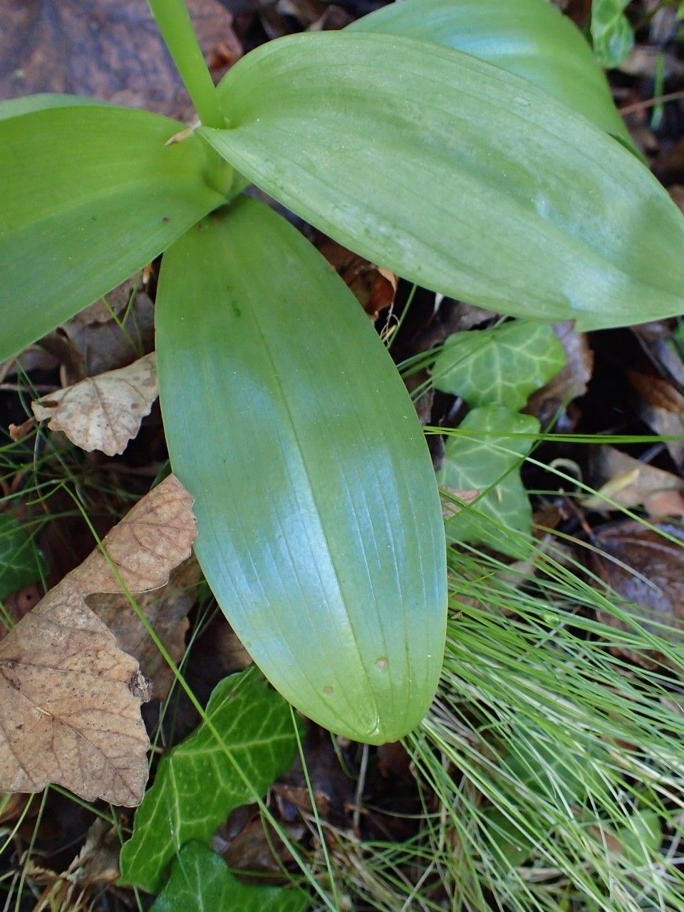 Orchis pallens — search result for 'Orchis'