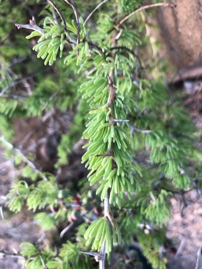 Asparagus maritimus — houseplant care guide