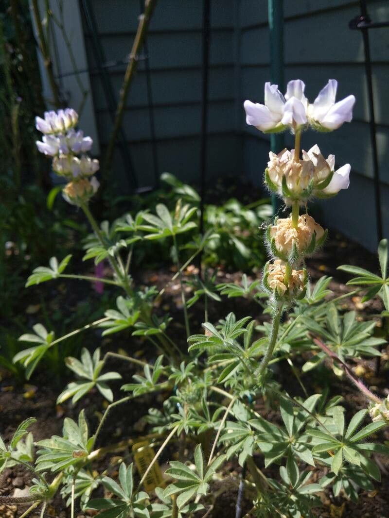Lupinus microcarpus flower