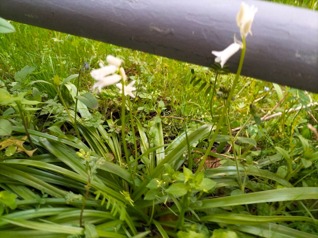 Hyacinthoides × massartiana flower