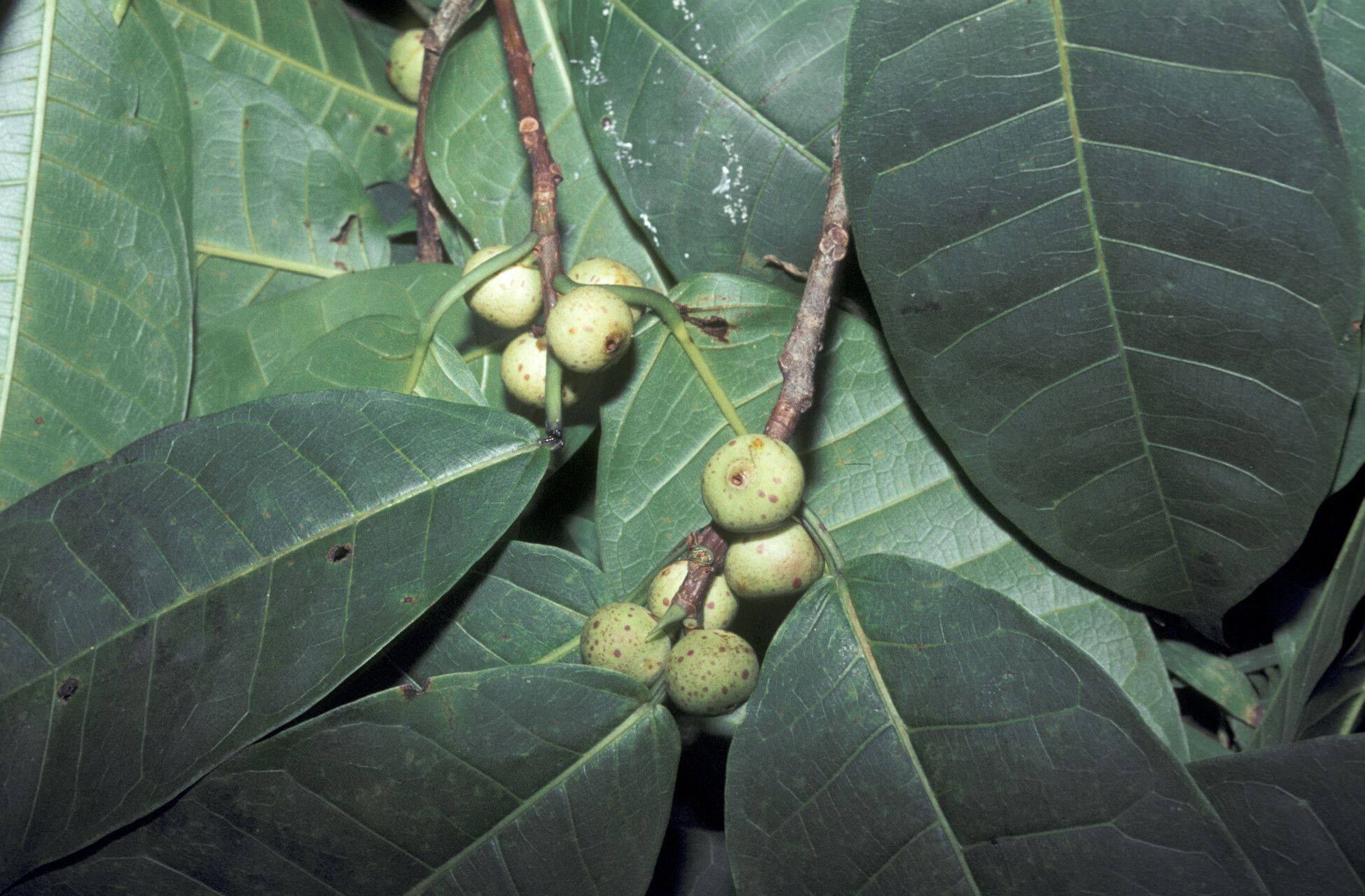 Ficus krukovii — search result for 'Moraceae'