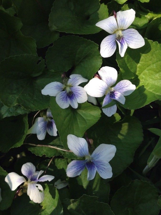 Viola Melissifolia flower
