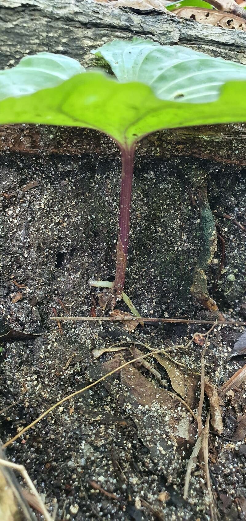 Nervilia platychila leaf