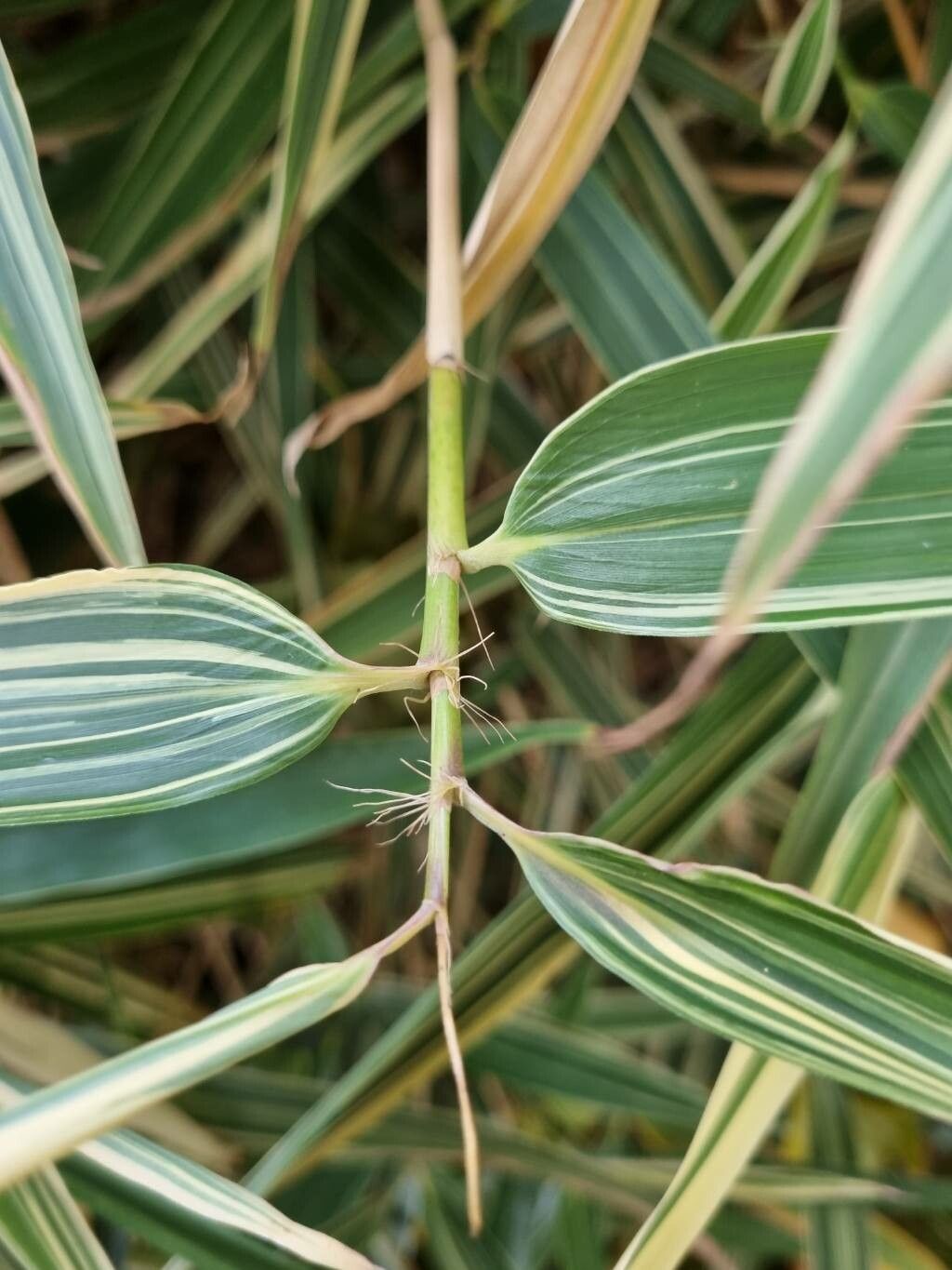 Sasaella masamuneana bark