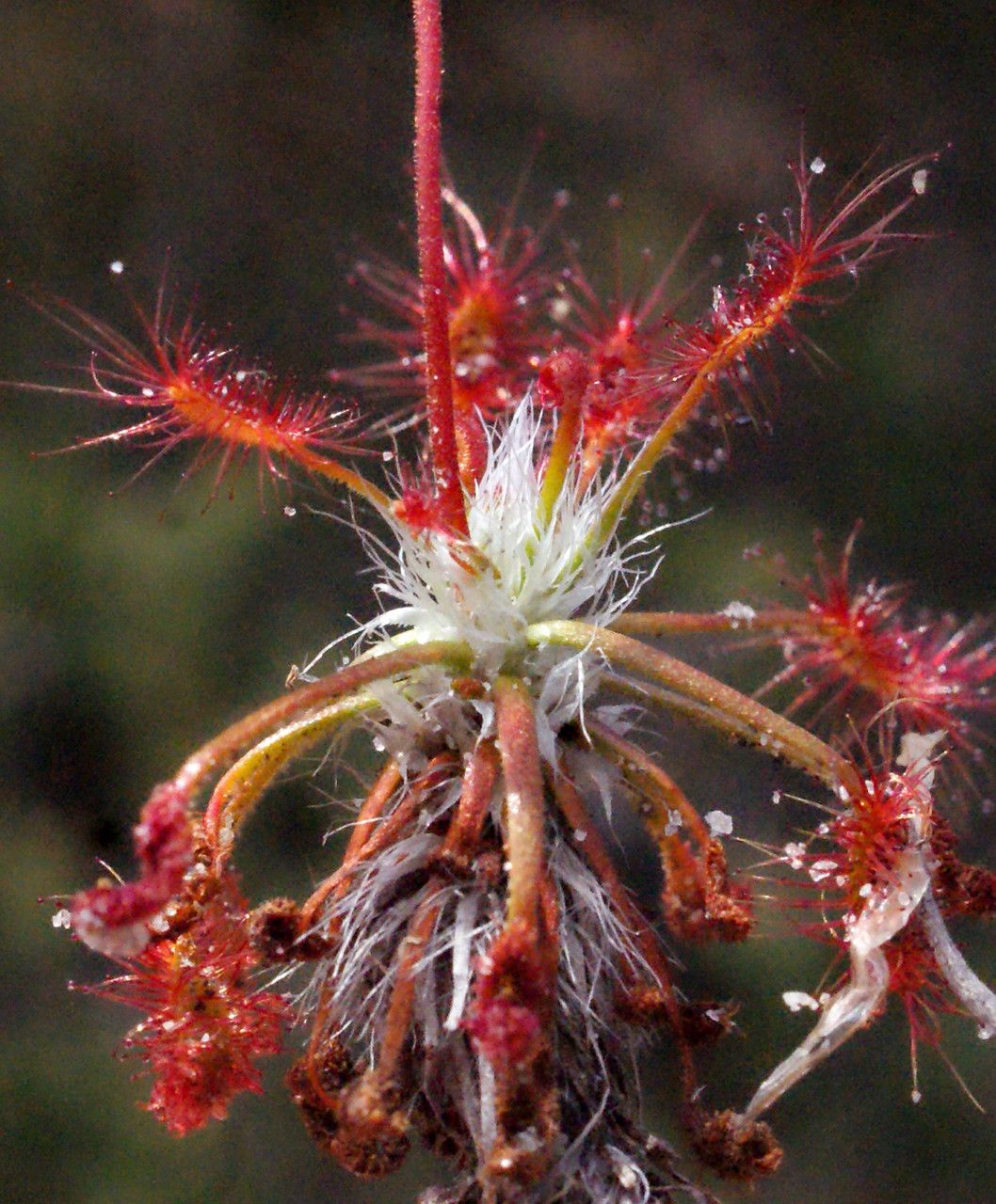 Drosera barbigera — search result for 'Drosera'