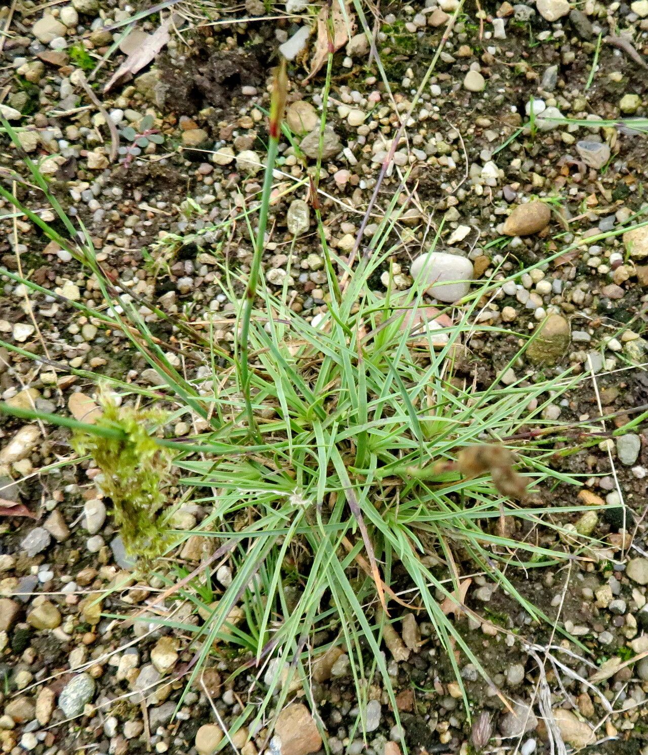Dianthus basuticus habit
