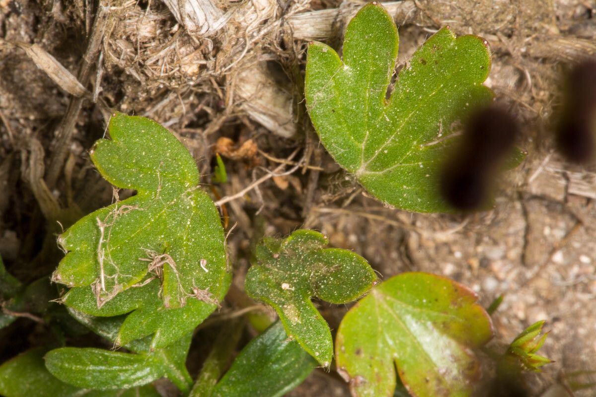 Bunium alpinum — related species from the same genus