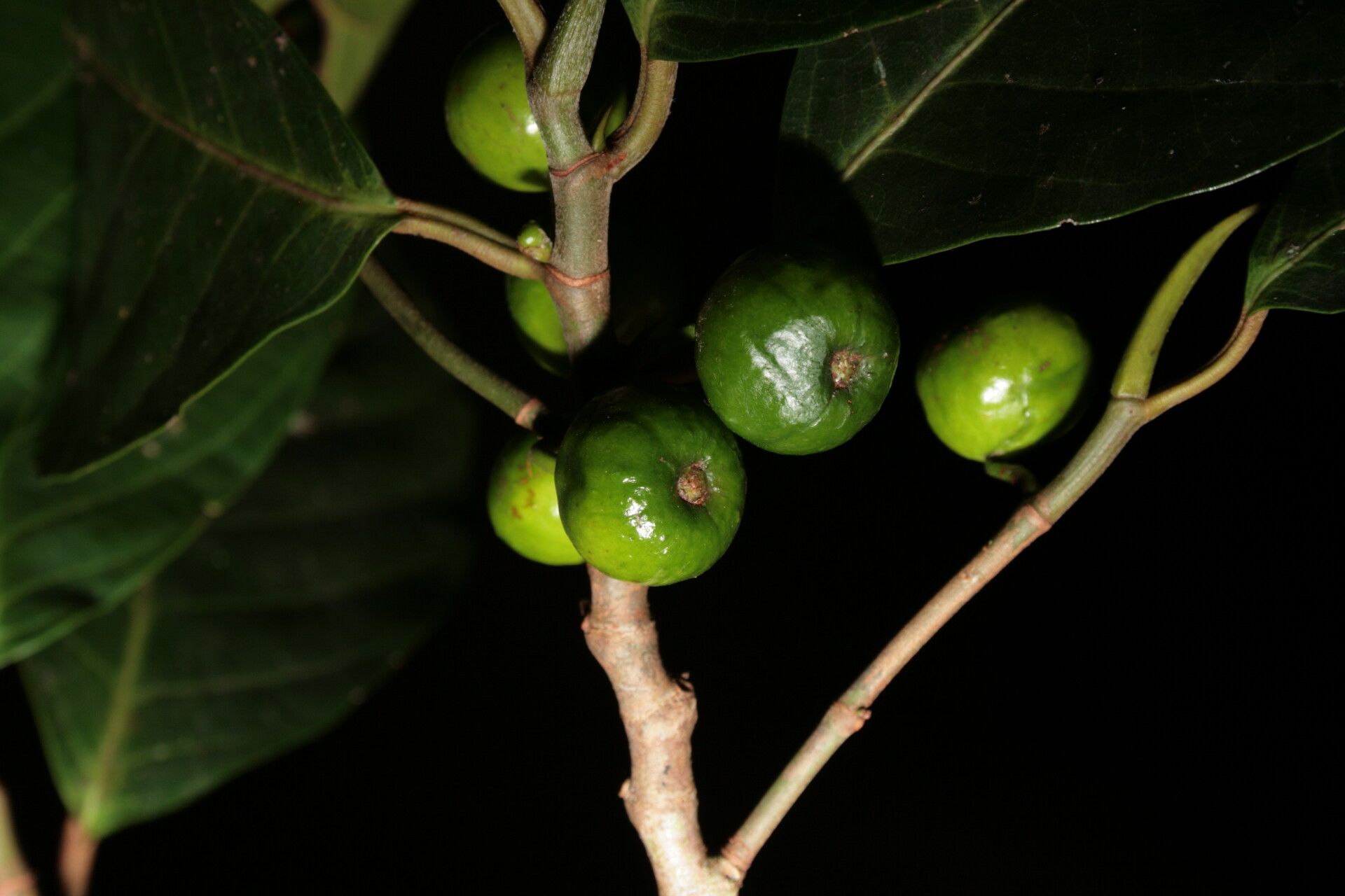 Ficus rubrivestimenta fruit