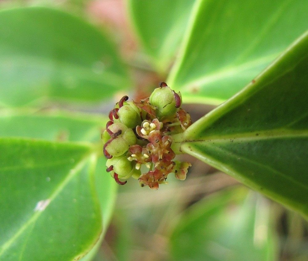 Phyllanthus mandjeliaensis — houseplant care guide