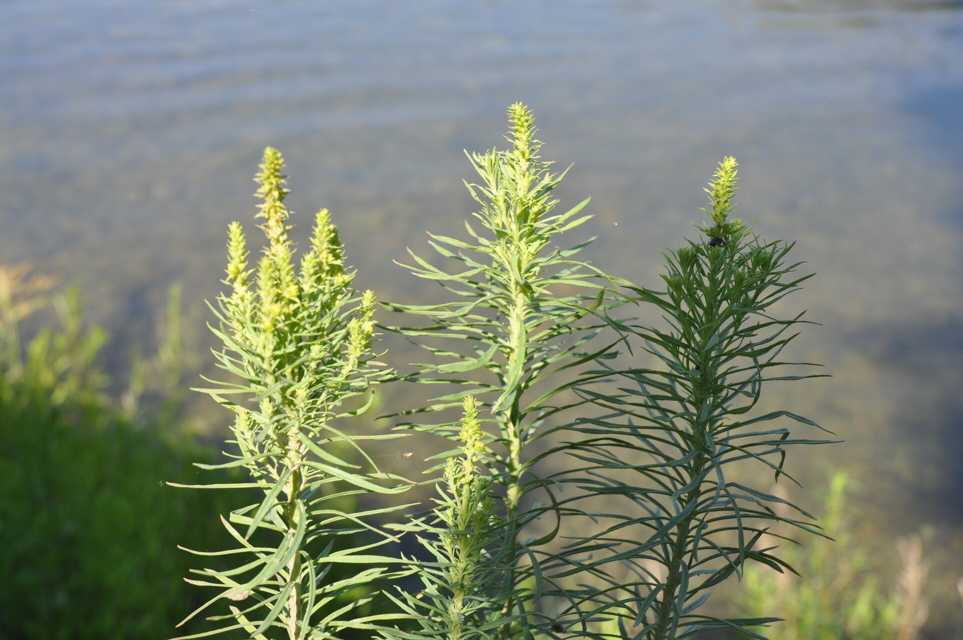 Asclepias linaria fruit