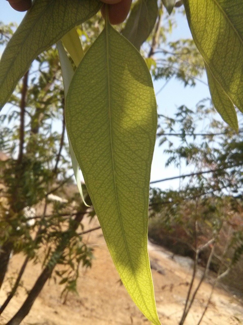 Eucalyptus alba