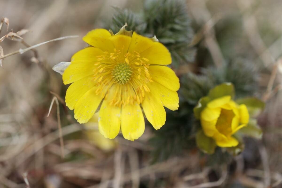 Adonis multiflora — search result for 'Adonis'