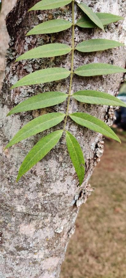 Senna spectabilis leaf