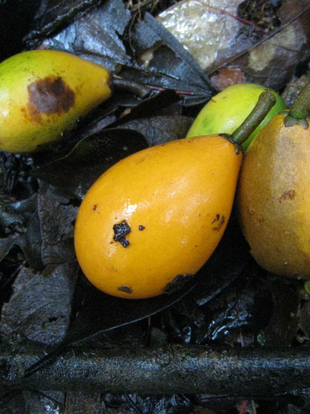 Pradosia ptychandra — houseplant care guide