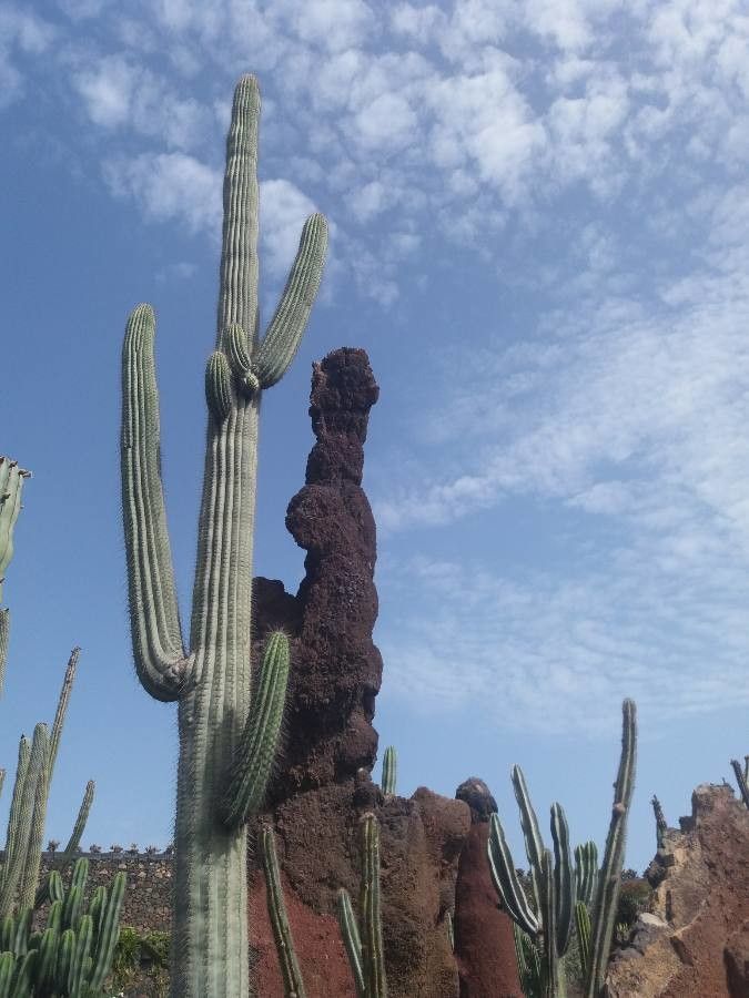 Neobuxbaumia tetetzo leaf