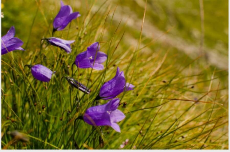 Campanula serrata — houseplant care guide