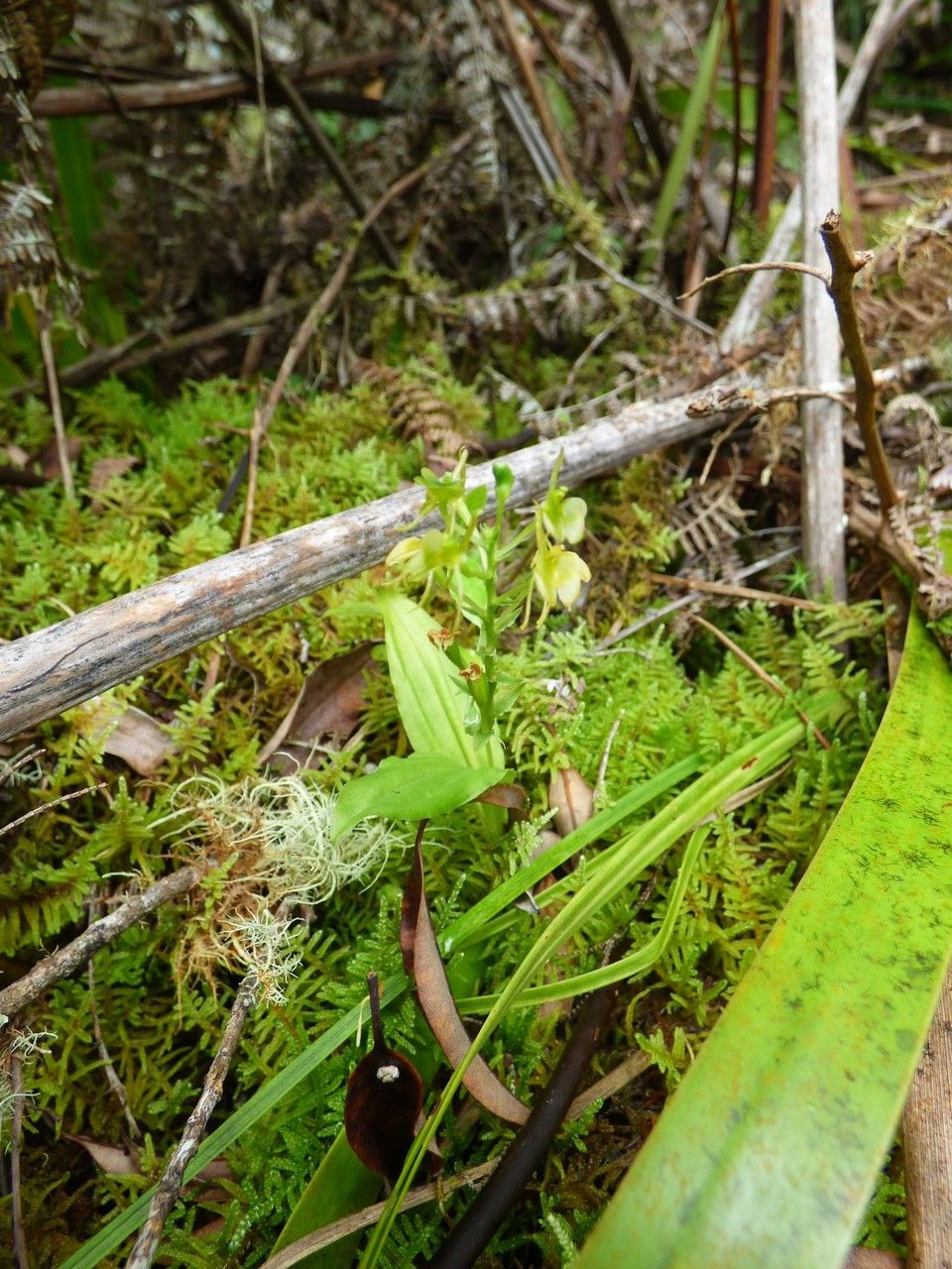 Liparis flavescens habit