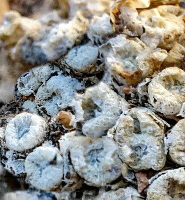 Conophytum irmae — houseplant care guide