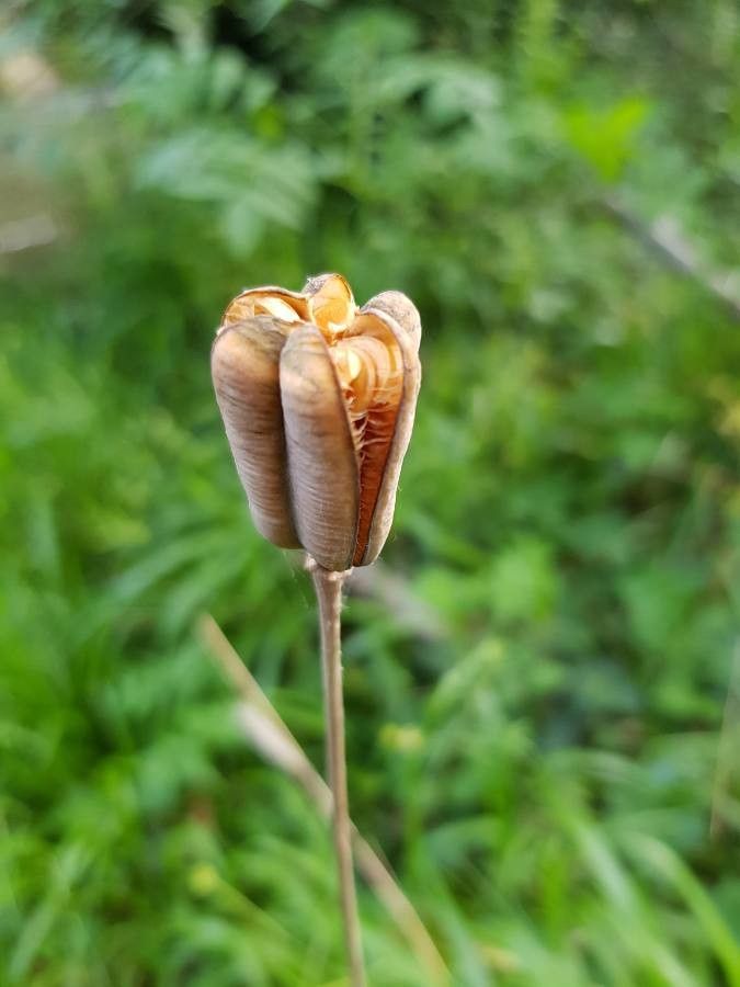 Fritillaria pyrenaica fruit