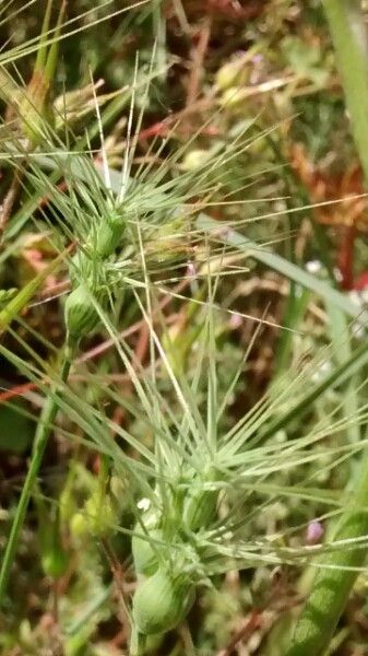 Aegilops geniculata flower
