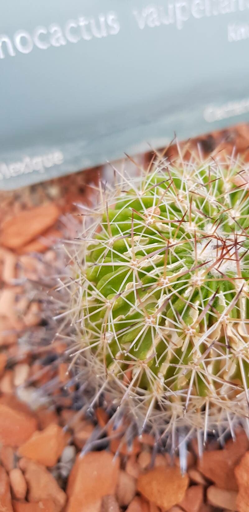 Stenocactus vaupelianus — houseplant care guide