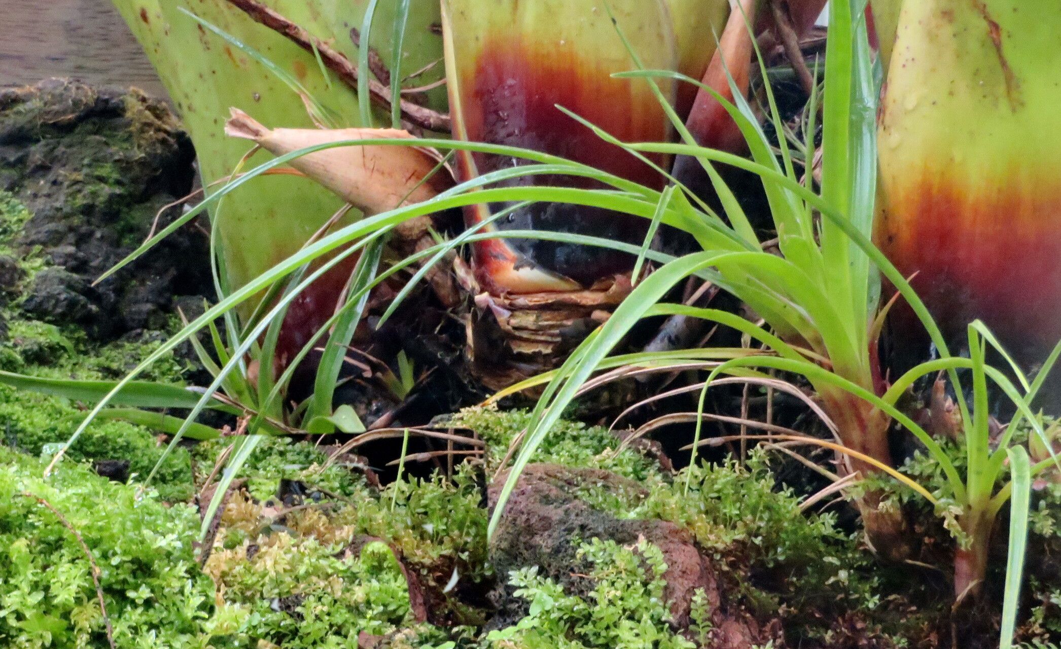 Alcantarea regina — houseplant care guide