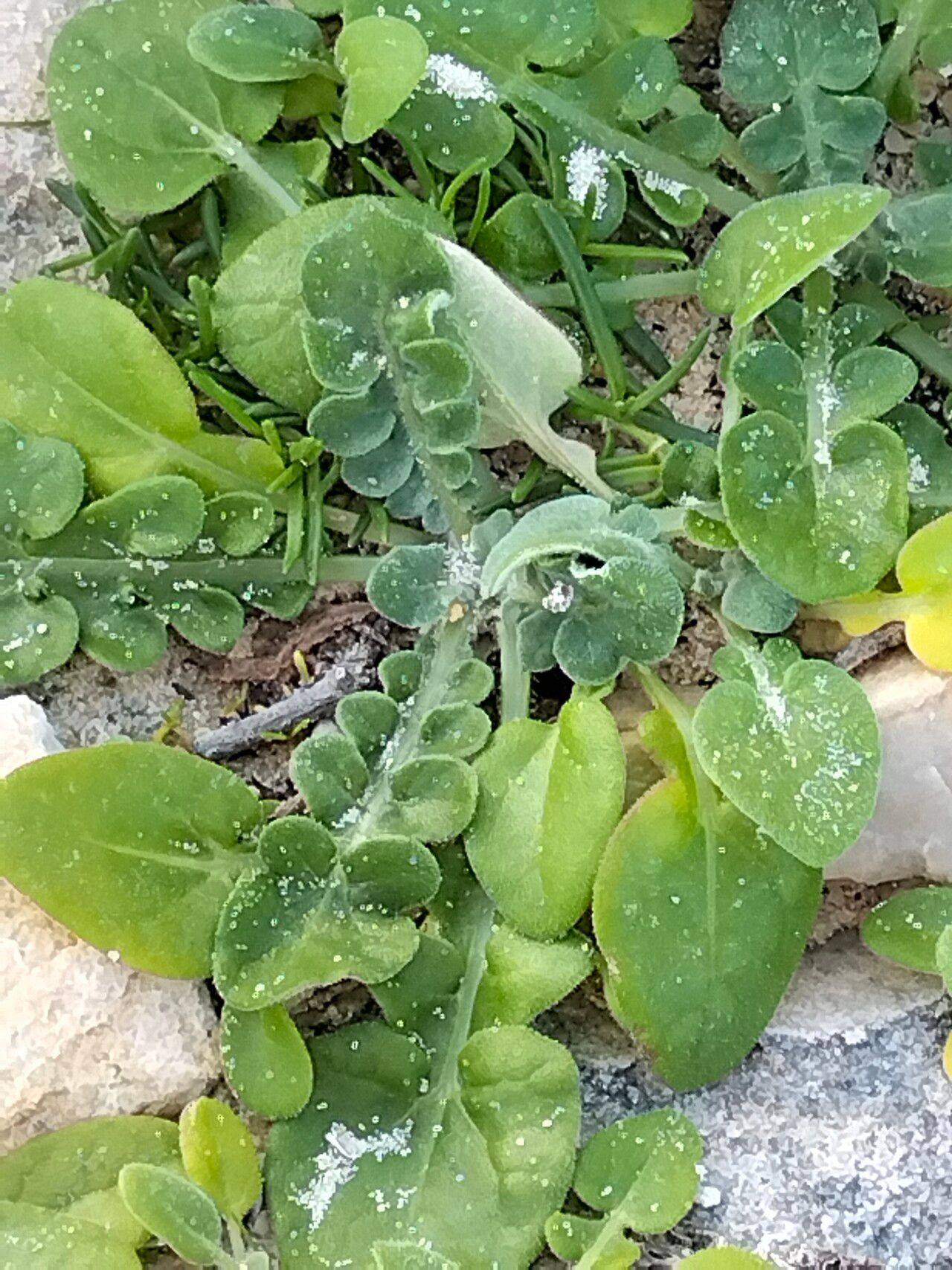 Arctotheca prostrata — related species from the same genus