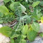 Arctotheca prostrata