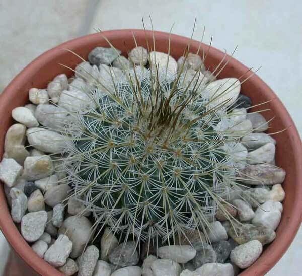 Mammillaria dixanthocentron — houseplant care guide