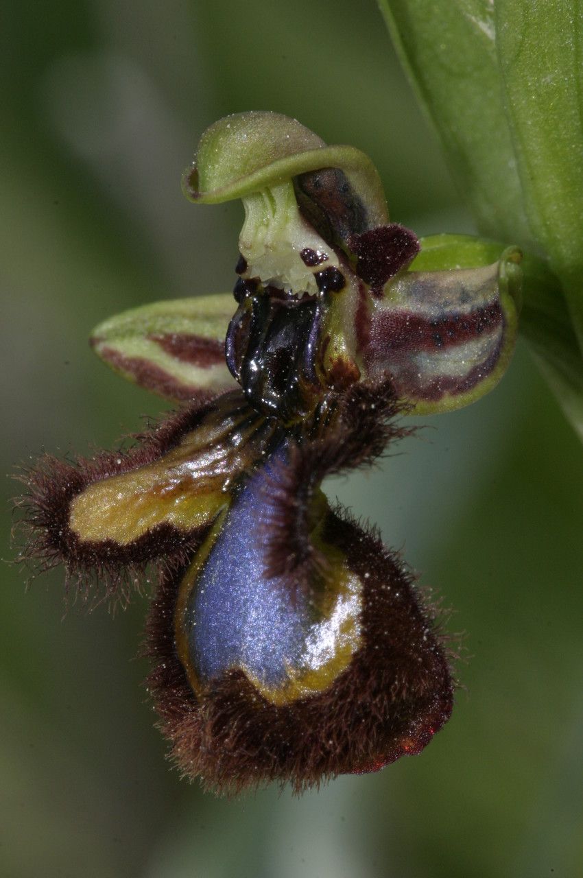 Ophrys speculum fruit