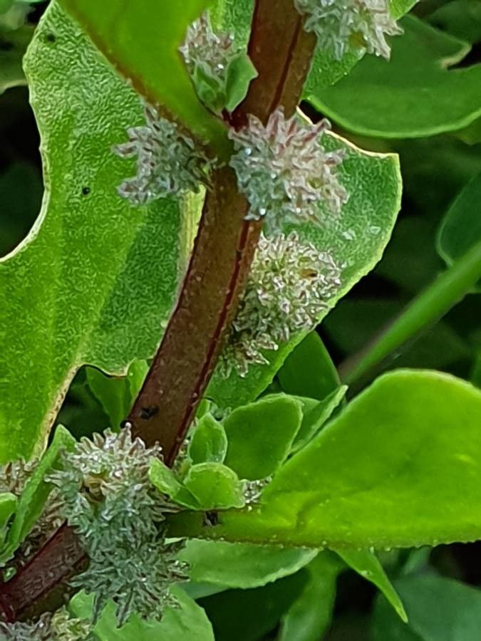 Tetragonia acanthocarpa flower