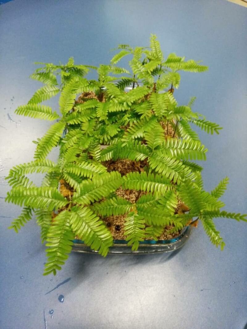 Parkia panurensis — search result for 'Parkia'