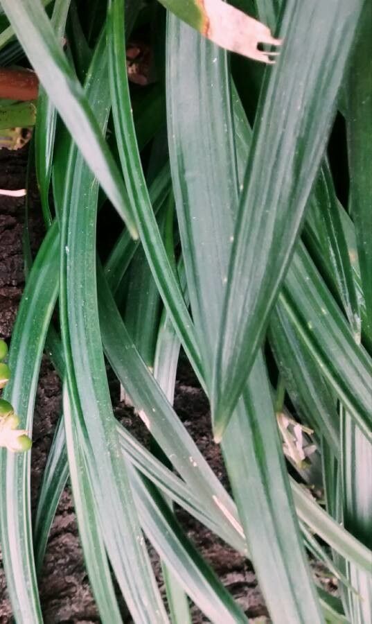 Asphodelus albus — related species from the same genus