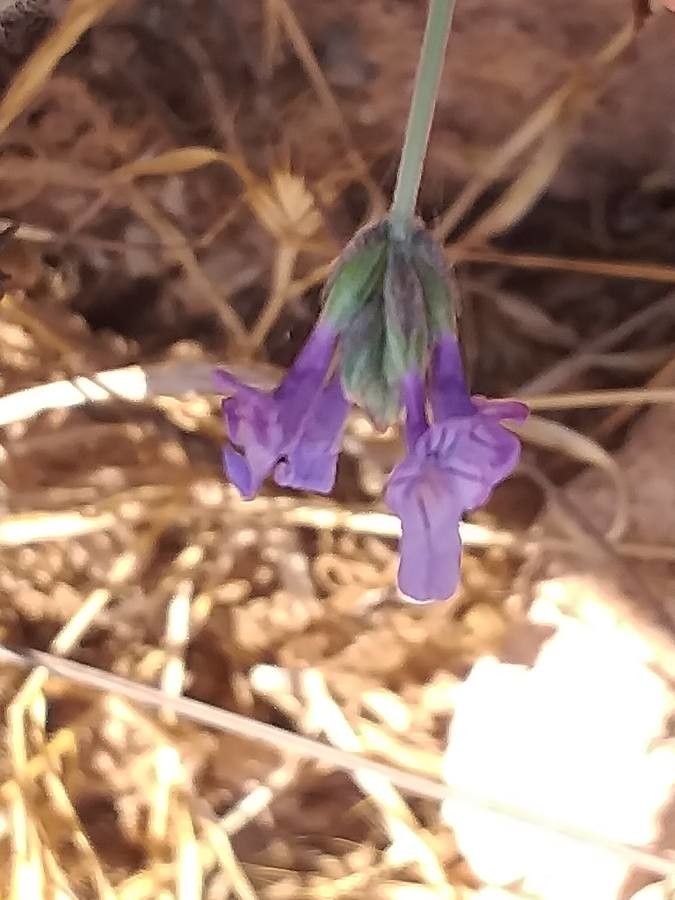 Lavandula maroccana flower