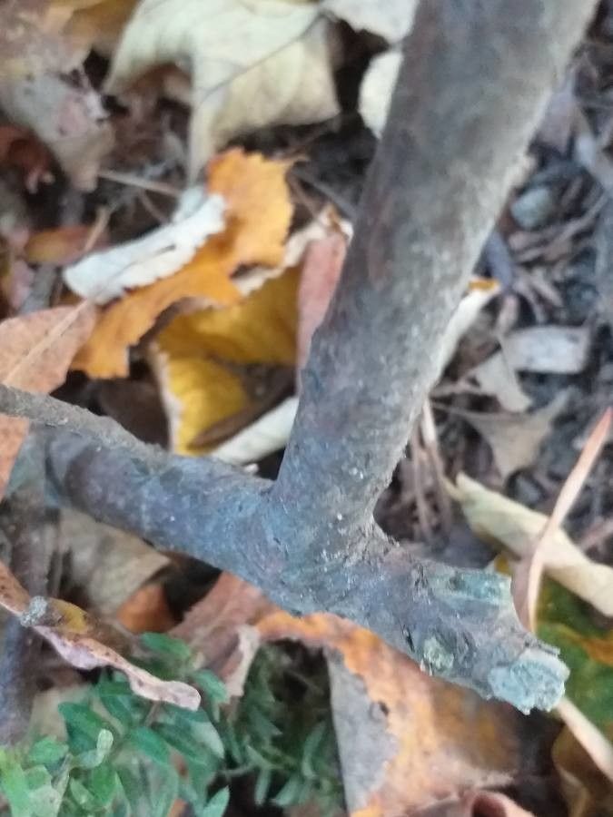 Podocarpus nivalis bark