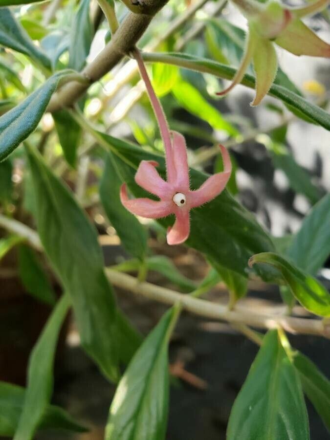 Columnea schiedeana flower