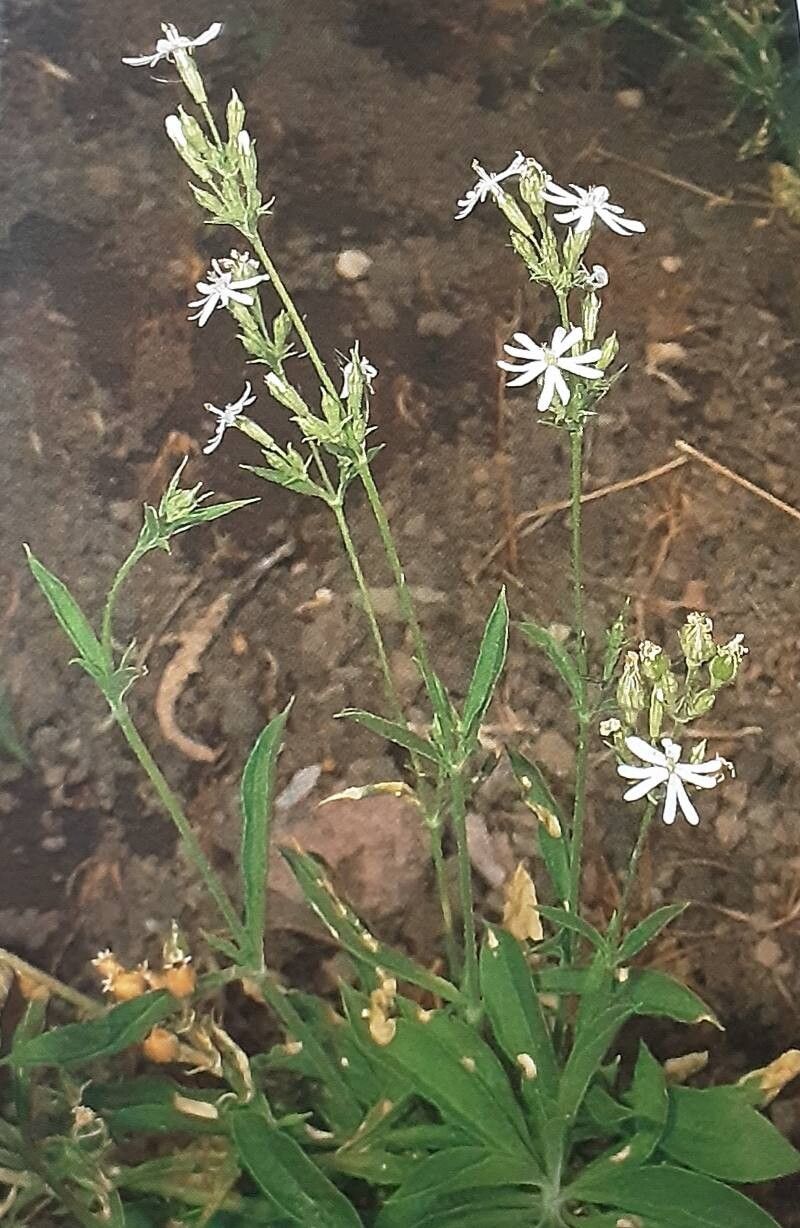 Silene bourgaei — houseplant care guide