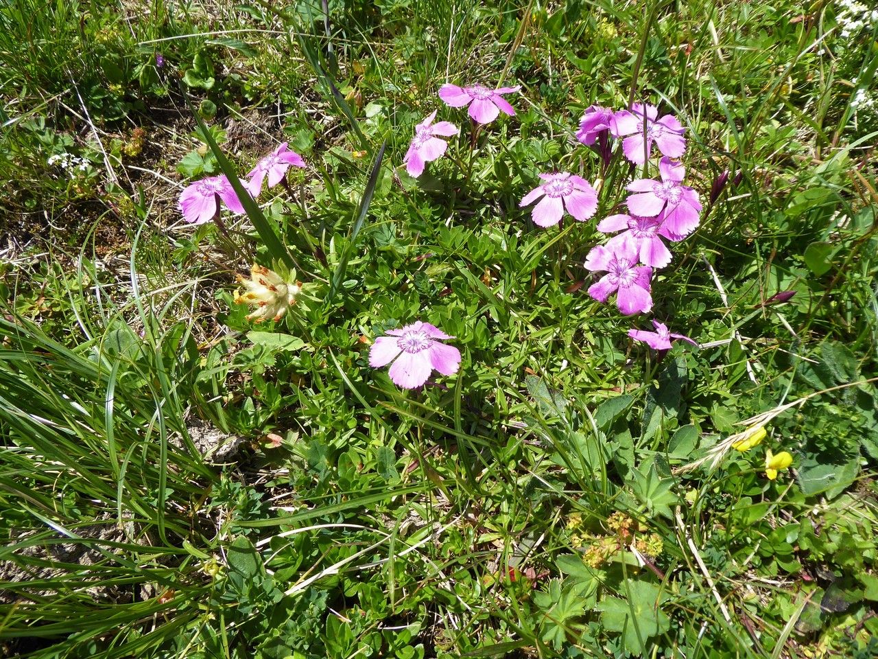 Dianthus alpinus habit