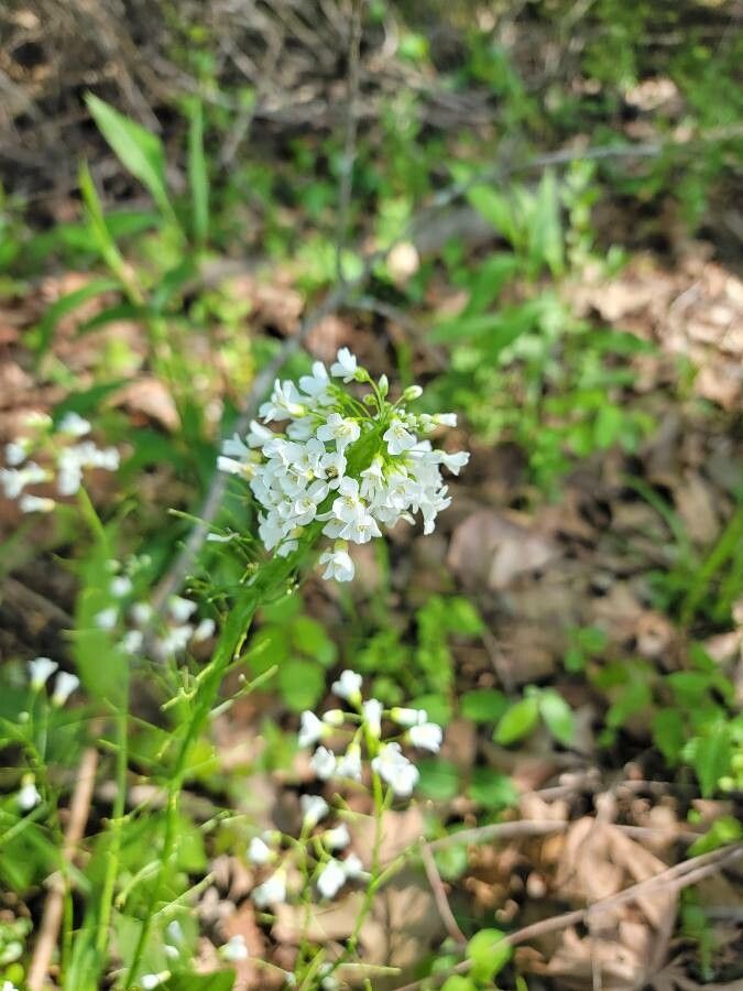 Cardamine bulbosa flower