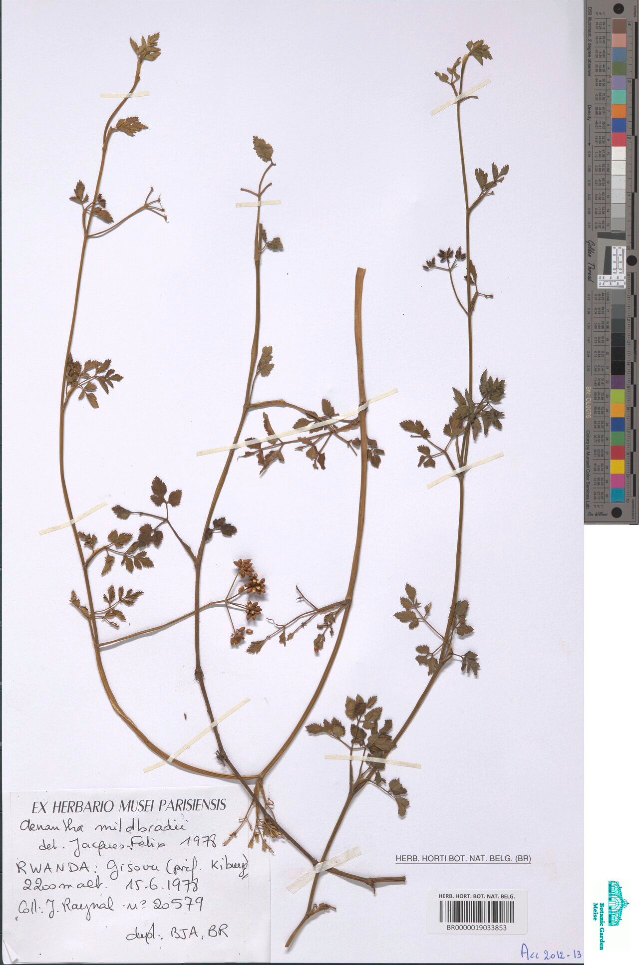 Oenanthe mildbraedii — houseplant care guide