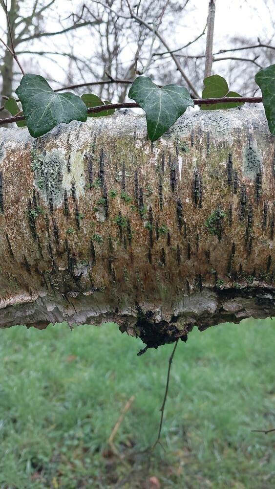 Betula delavayi bark