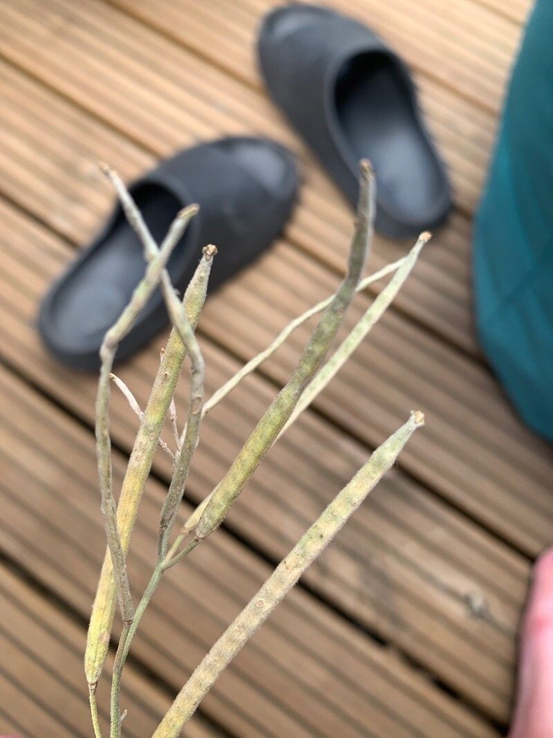 Euphorbia bosseri fruit