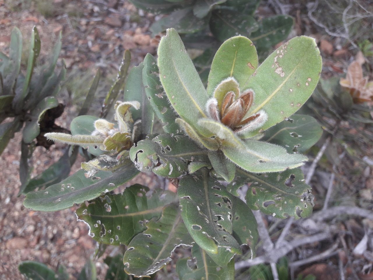 Xanthostemon ferrugineus — related species from the same genus