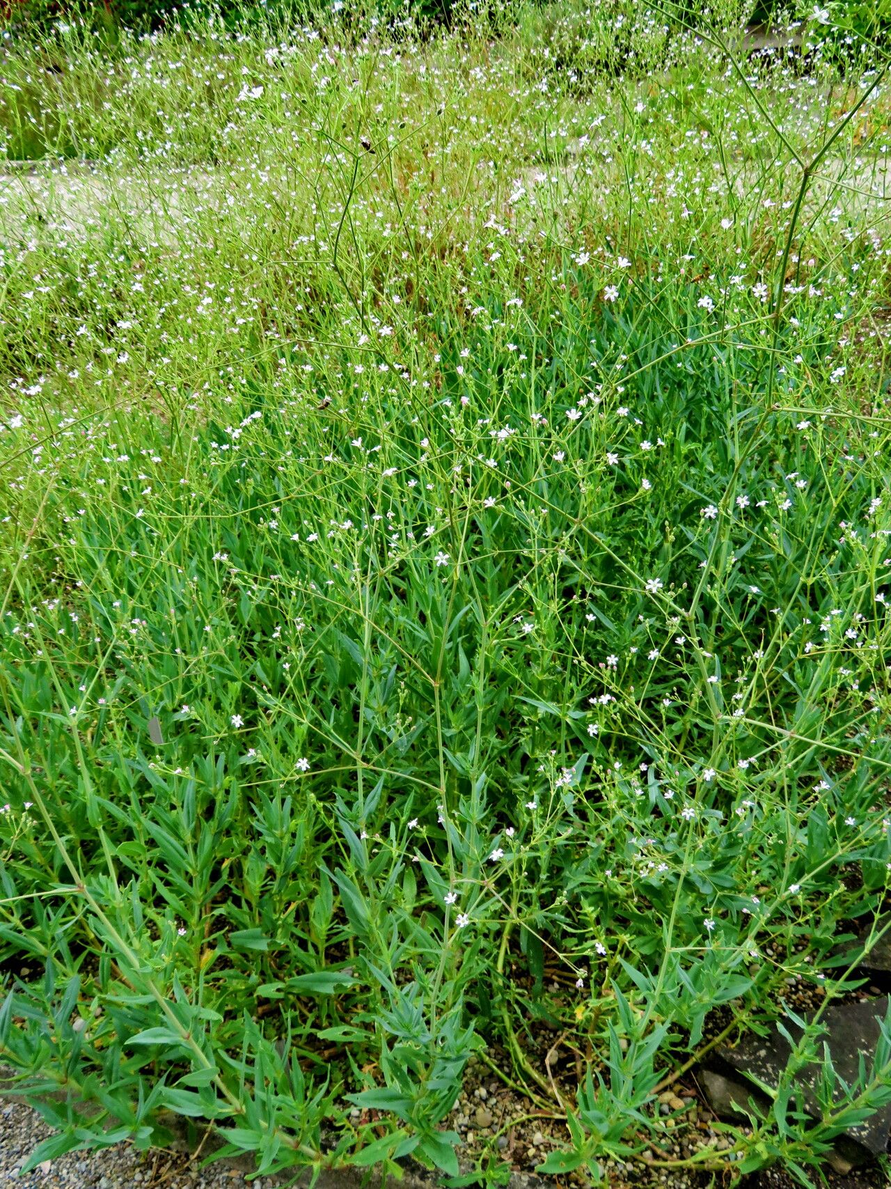 Gypsophila altissima habit