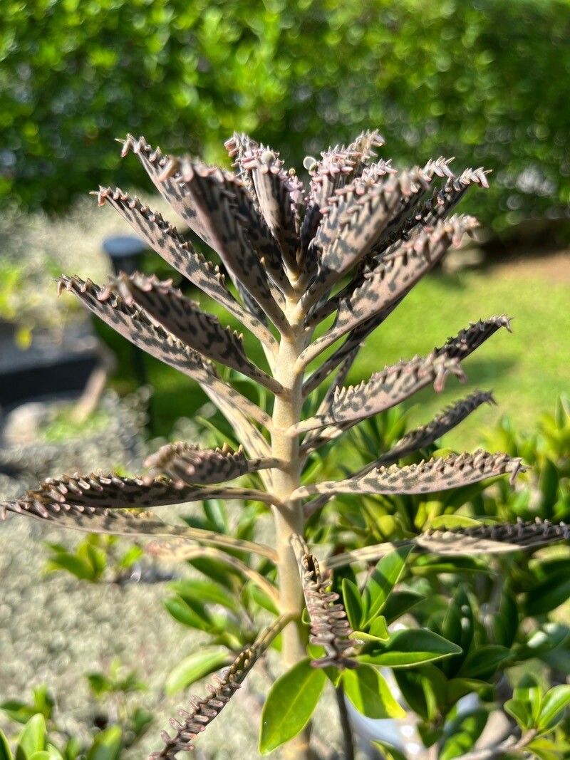 Bryophyllum daigremontianum