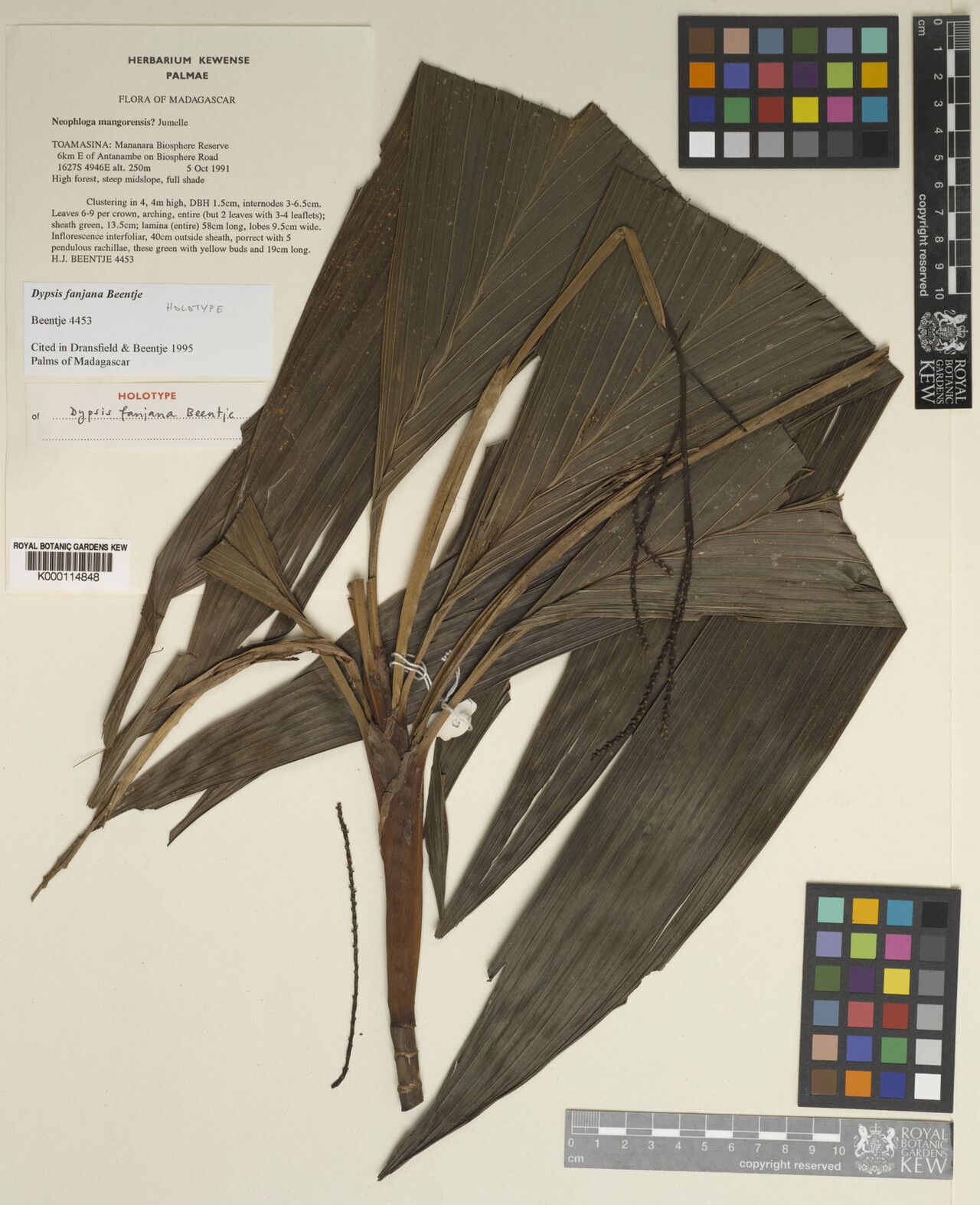 Dypsis fanjana — houseplant care guide