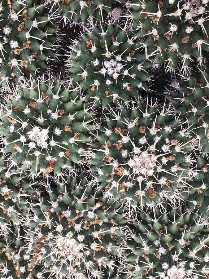 Mammillaria uncinata — clay tolerant houseplant