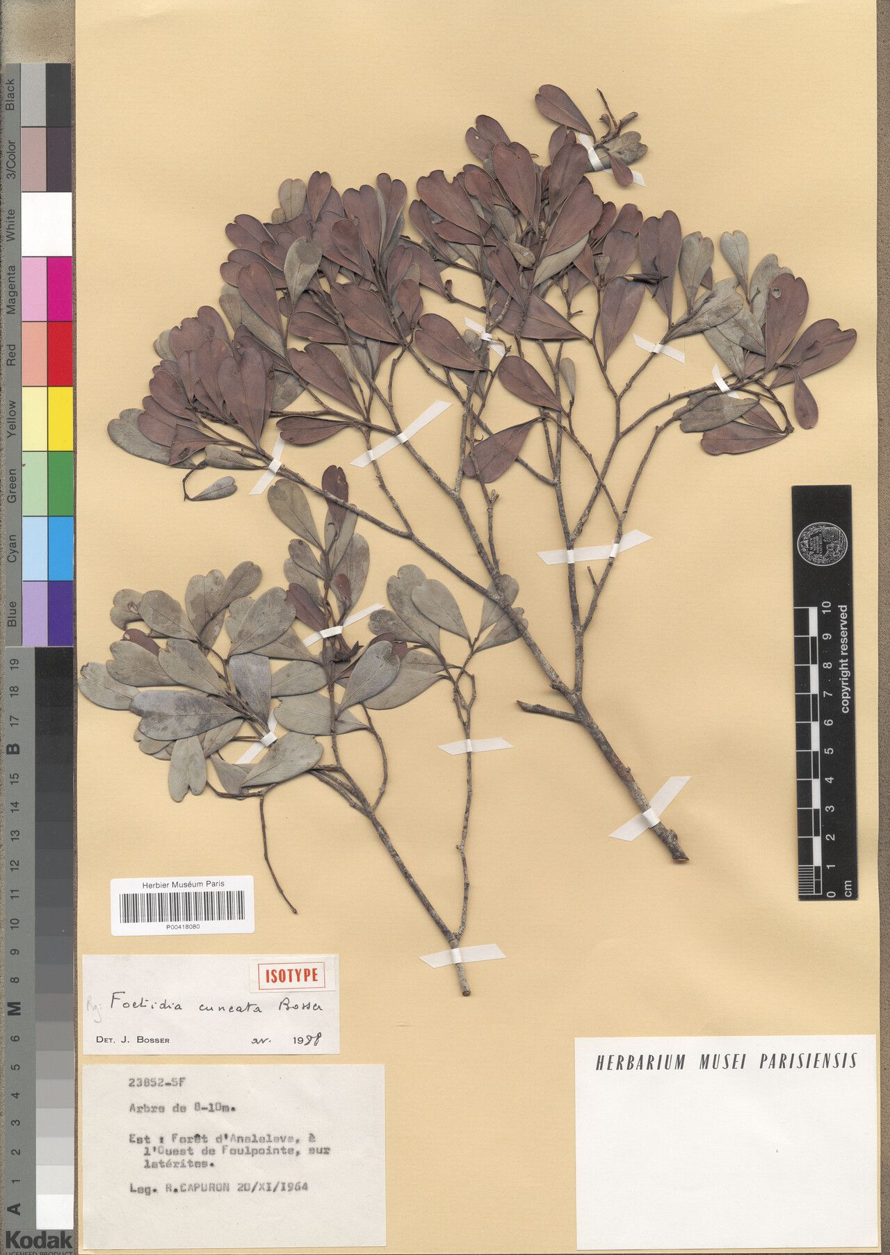 Foetidia cuneata — related species from the same genus