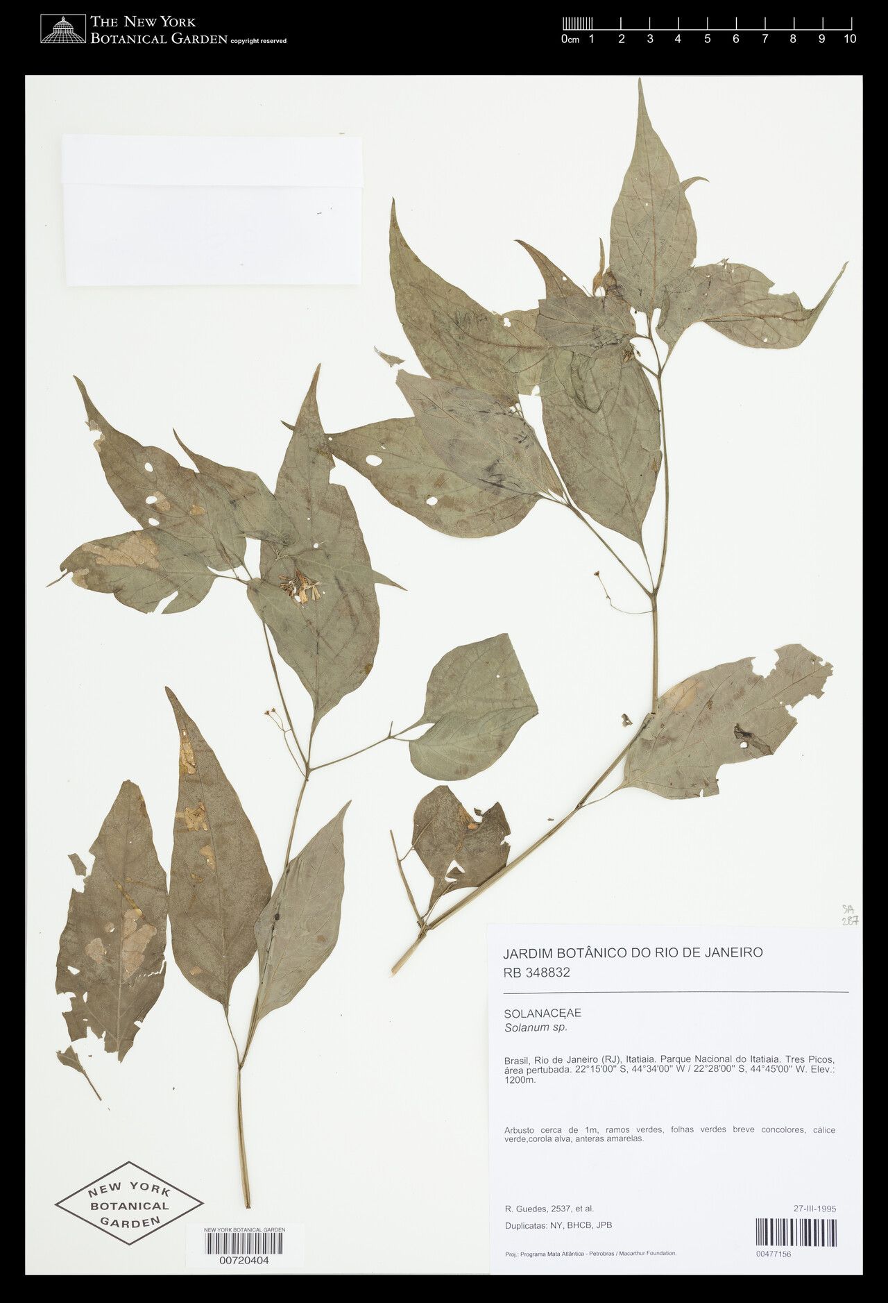 Solanum paucidens — houseplant care guide